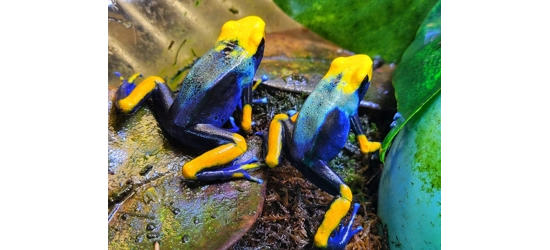 Dart Frogs