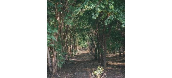 woods