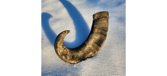 Buffalo Horn