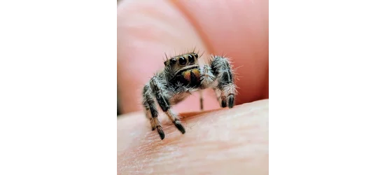 Jumping Spiders