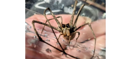 Ogre Faced Spiders