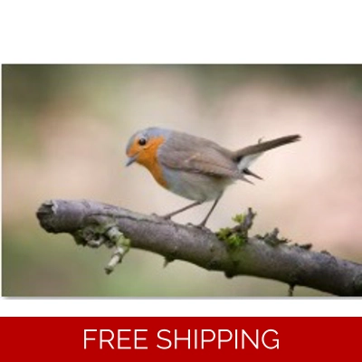 Robin, Cannock Chase by Jason Rowley - Large Robin, Cannock Chase by Jason Rowley - Large