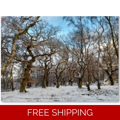 Snowy Sylvan Sentinels, Brocton, Cannock Chase by Karen Da.. Snowy Sylvan Sentinels, Brocton, Cannock Chase by Karen Da..