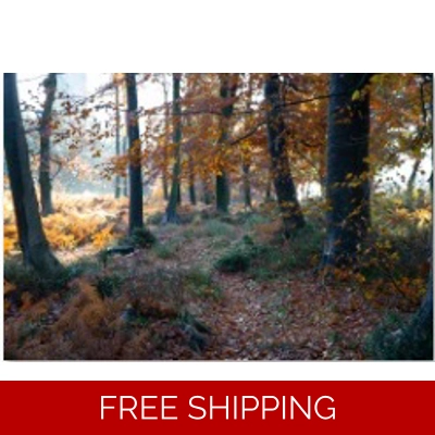 Autumn, Cannock Chase by Sally Arnott - Large Autumn, Cannock Chase by Sally Arnott - Large