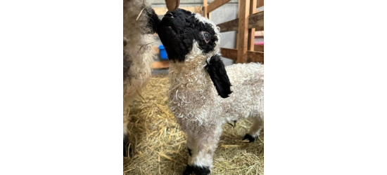 Valais Blacknose sheep collection