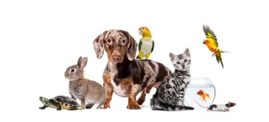 Animals